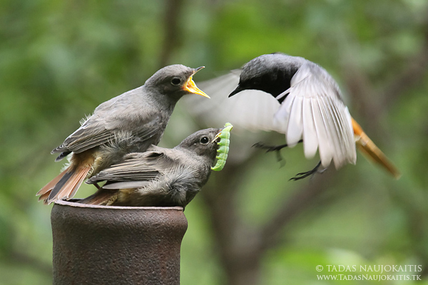 Experience the Joys of Shooting Birds (with your Camera)